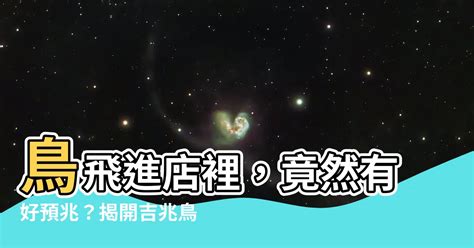 鳥飛進店裡|【有鳥飛進家裏】有鳥飛進家裡！破解常見迷信，揭開牠飛來的真。